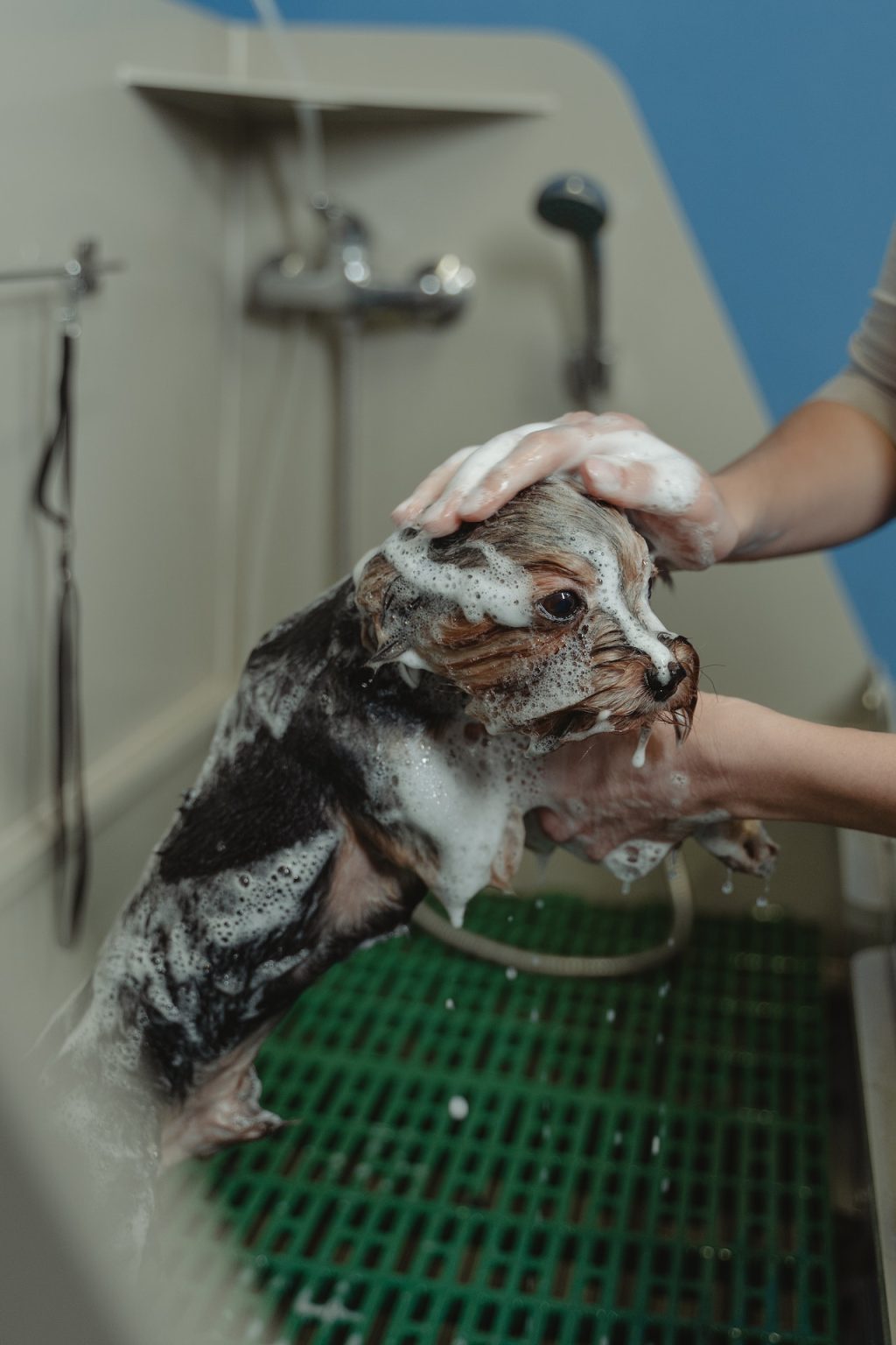 What Do I Need For a Dog Grooming Business? Harris Smith