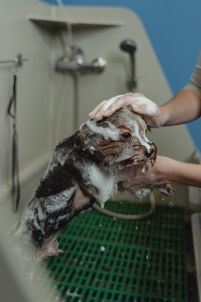 What Do I Need For a Dog Grooming Business? Harris Smith