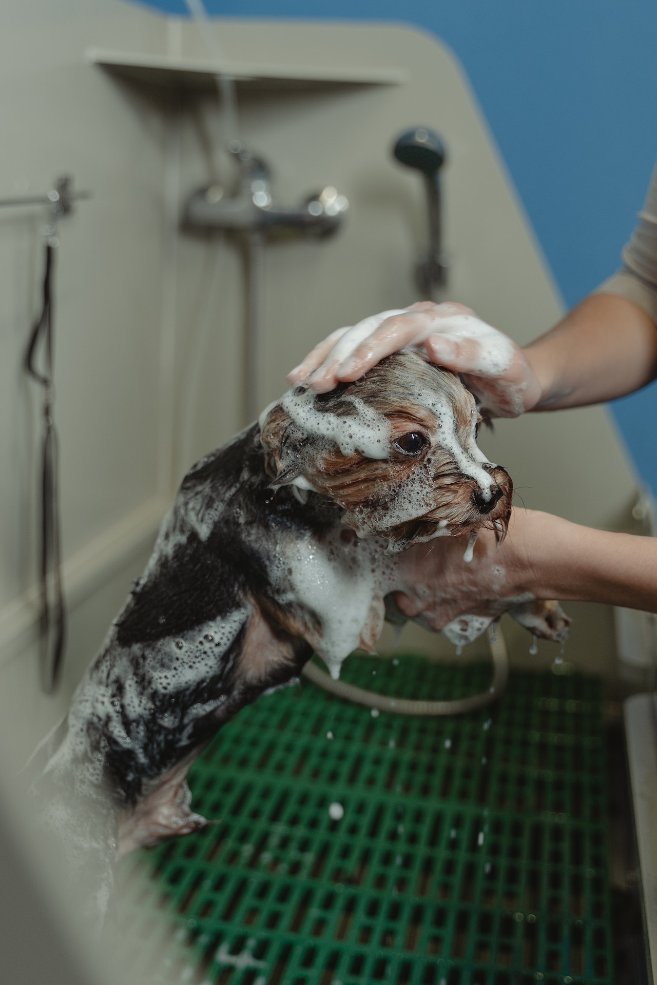 dog grooming